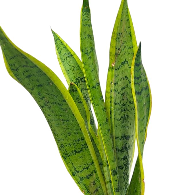 IndNursery Sansevieria Laurentii Snake Plant With White Self Watering Pot Pack of 1